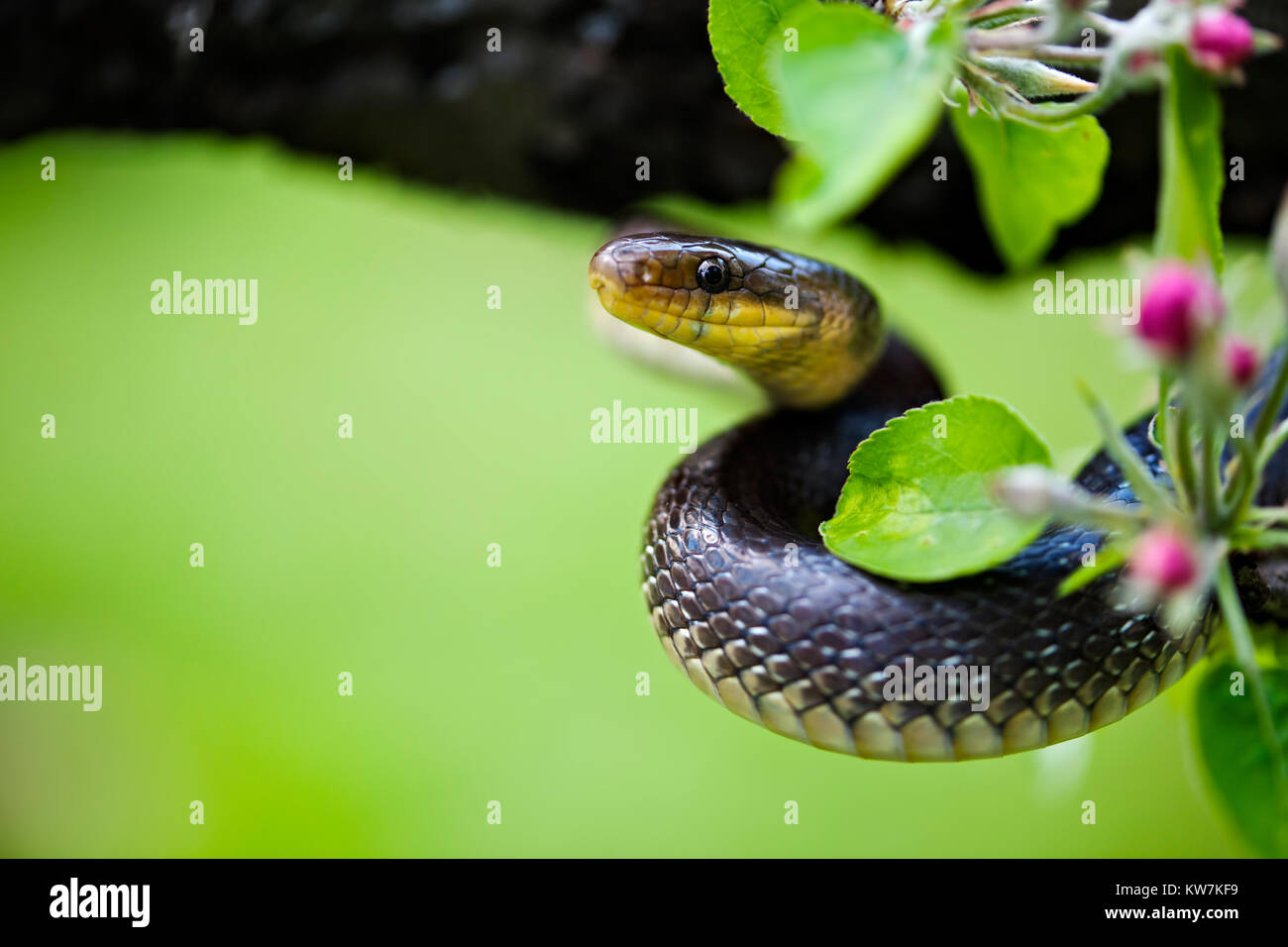 Aesculapian Snake (Elaphe longissima ou Zamenis longissimus) est un grand non-mince serpent venimeux. Banque D'Images