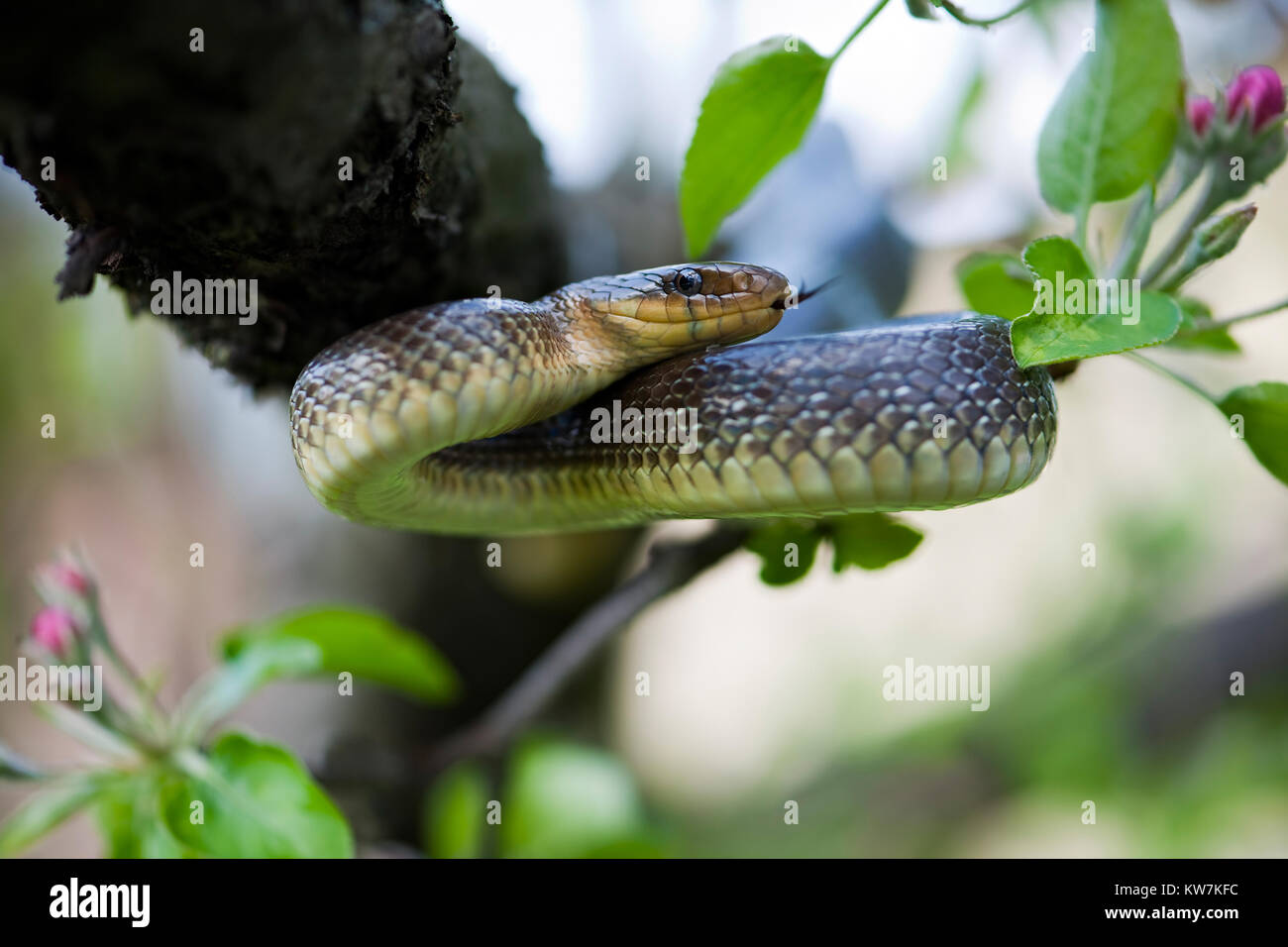 Aesculapian Snake (Elaphe longissima ou Zamenis longissimus) est un grand non-mince serpent venimeux. Banque D'Images