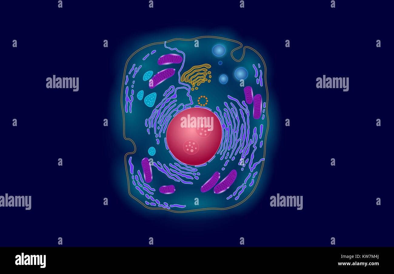 La structure de la cellule animale sciences de l'éducation. 3d Microscope noyau eucaryote Technologie de médecine d'organite analyse. Couleur rougeoyante post biologie Illustration de Vecteur