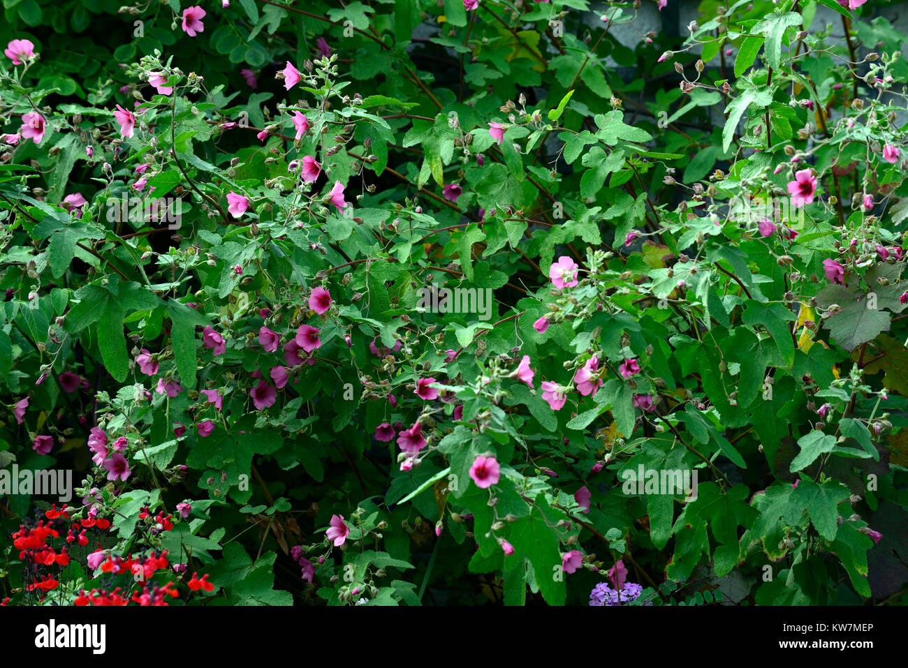 Anisodontea capensis el rayo,malow africain El Rayo,Anisodontea El Rayo, fleurs roses,Floraison,RM Floral Photo Stock - Alamy