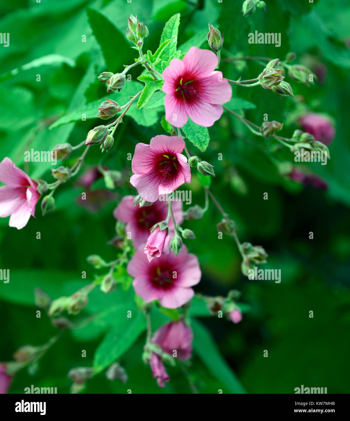 Anisodontea capensis el rayo,malow africain El Rayo,Anisodontea El Rayo,fleurs roses,Floraison,RM Floral Banque D'Images