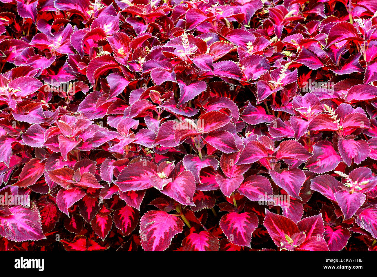 Couleur écarlate vibrante Coléus - un jardin propose de Banque D'Images