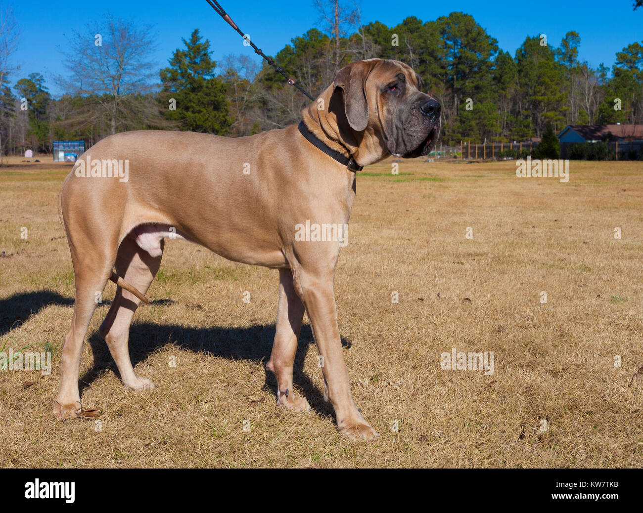 Brown Grand Danois Chien De Race Pure Substitution Une Pose