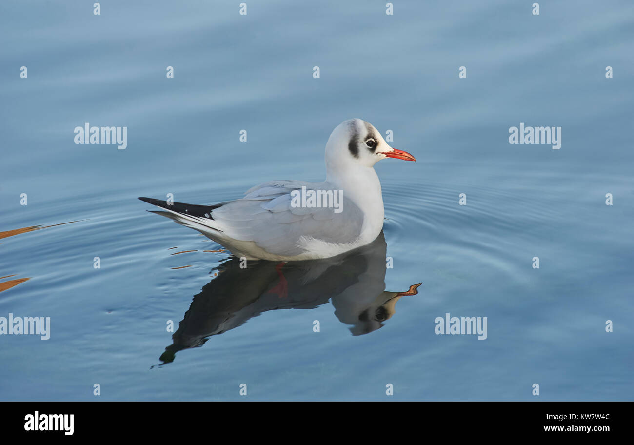 Mouette pygmée (Larus minutus) Banque D'Images