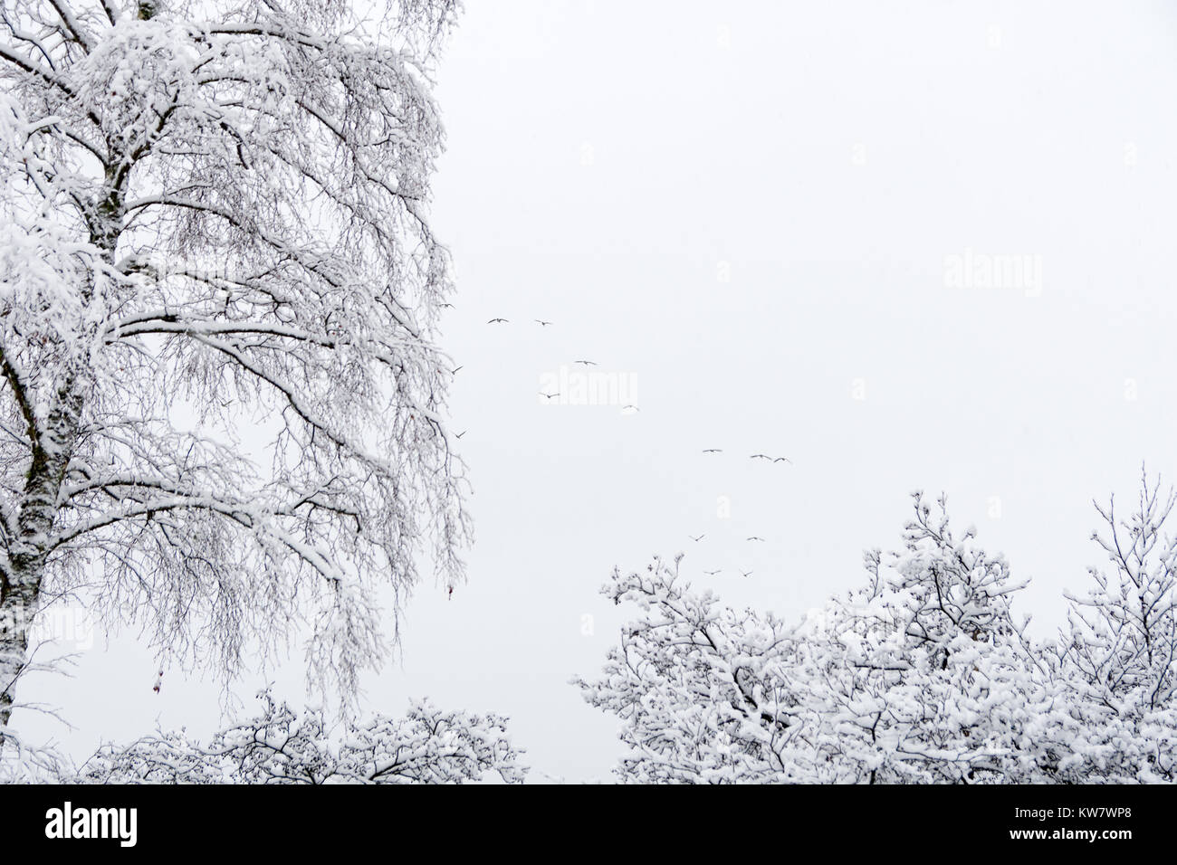 L'arbre couvert de neige top dans Balloch Castle et parc de pays l'Ecosse Banque D'Images