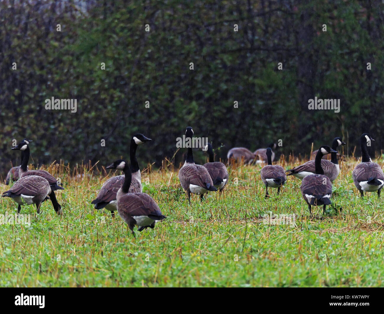 Québec,Canada. Les bernaches du Canada dans un champ un jour de pluie Banque D'Images