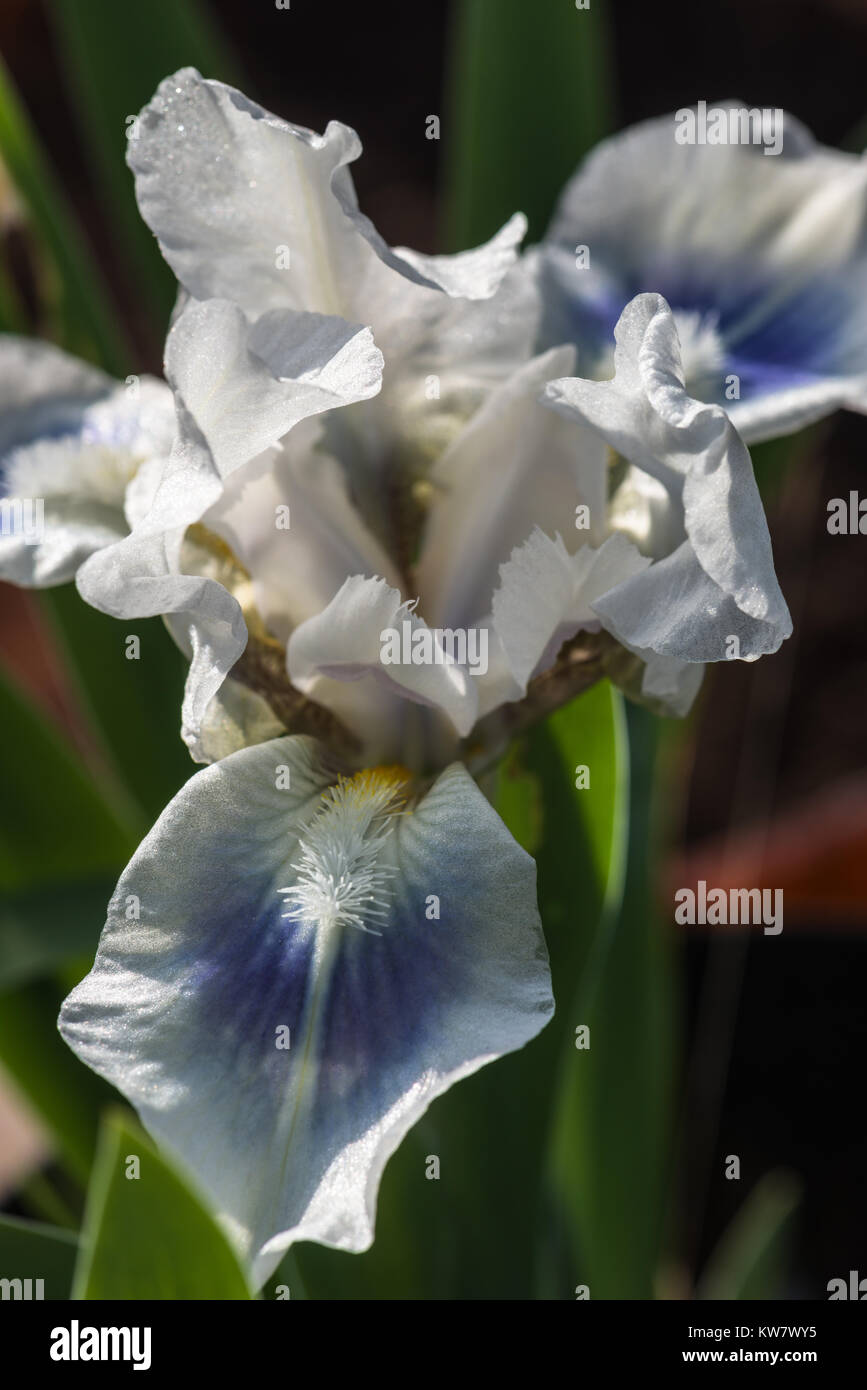 Close up de la grande fleur blanc et bleu, chef d'un iris la floraison au début de l'été dans le jardin. Banque D'Images