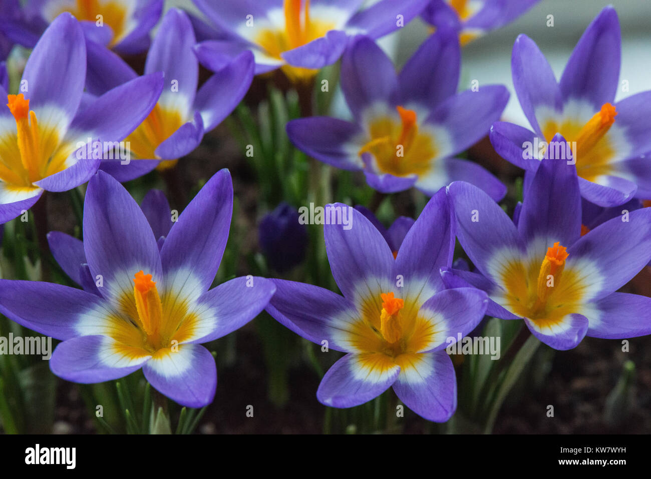 Le lilas et jaune au début du printemps des fleurs du Crocus en close-up dans le jardin. Banque D'Images