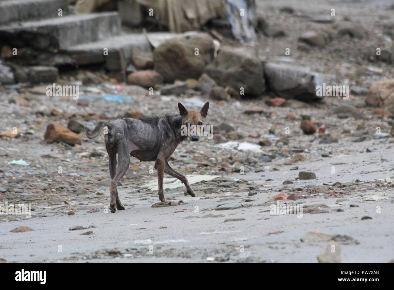 Chien sauvage, Skinny et malsain. Le Bangladesh Banque D'Images