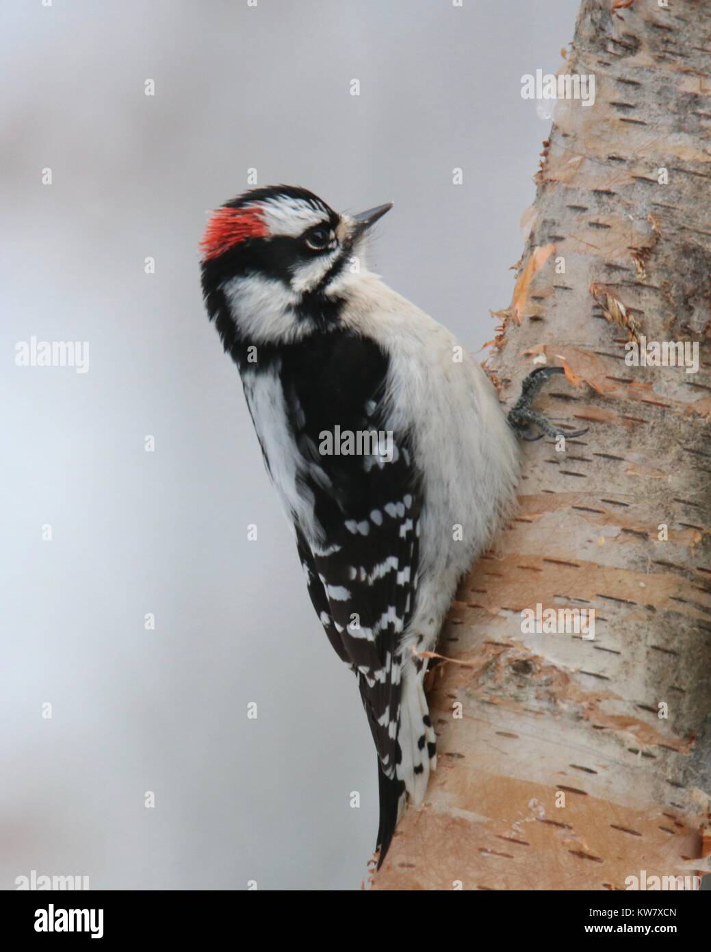Un petit pic mineur se percher sur une branche en hiver Banque D'Images