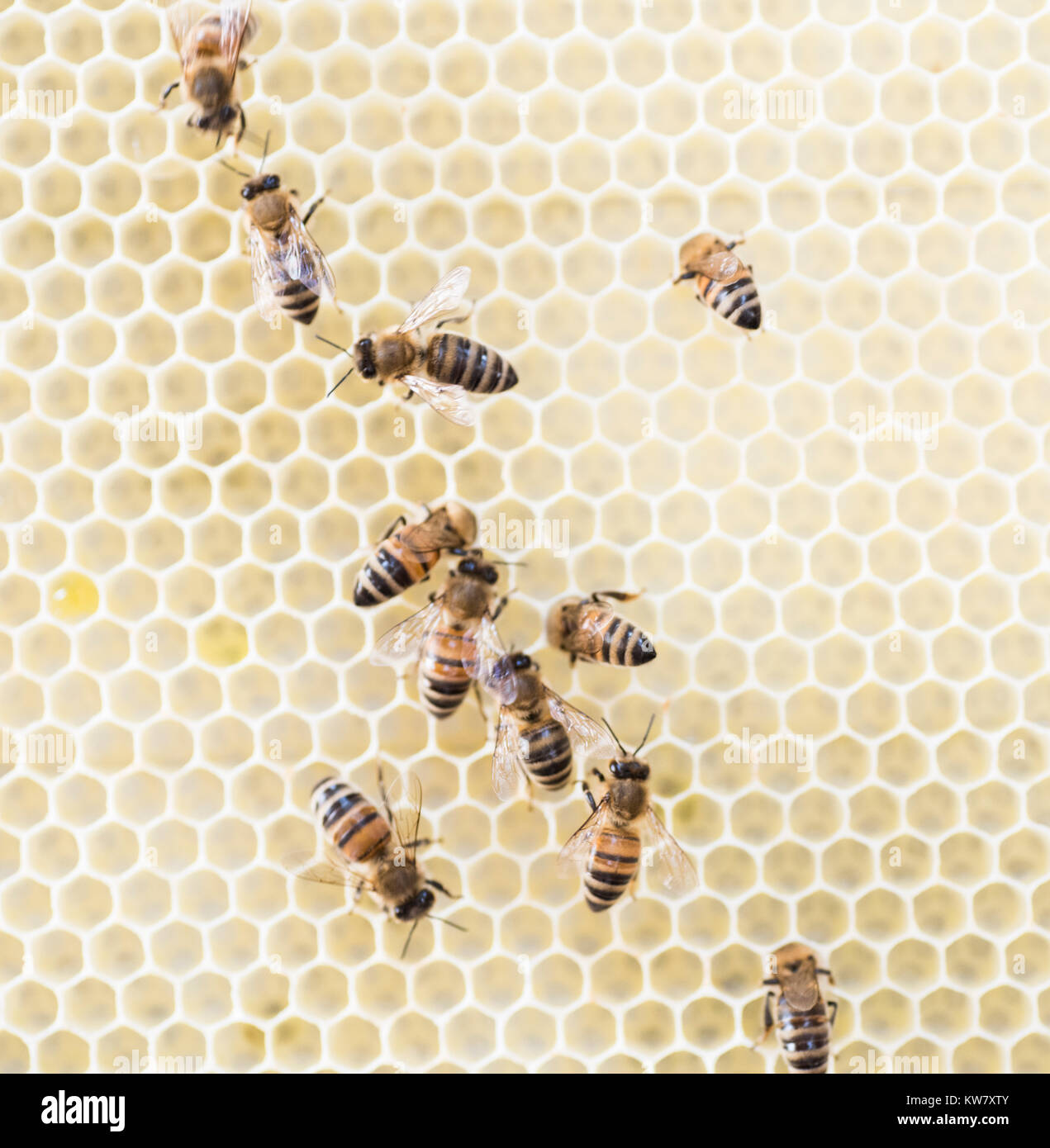 Les abeilles du miel, gros plan, macro Bee Hive Banque D'Images