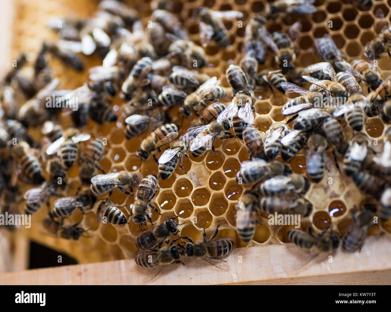 Les abeilles du miel, gros plan, macro Bee Hive Banque D'Images