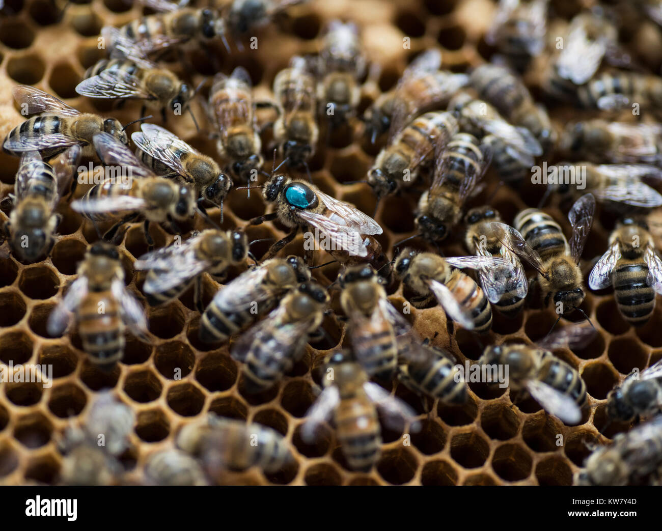 Les abeilles du miel, gros plan, macro Bee Hive Banque D'Images