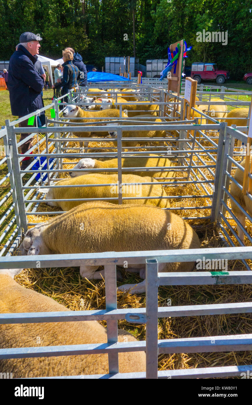 Moutons Texel originellement produite aux Pays-Bas, mais aujourd'hui populaire dans de nombreux pays pour sa viande maigre. Salon de l'agriculture Kington Herefordshire UK 2017 Banque D'Images