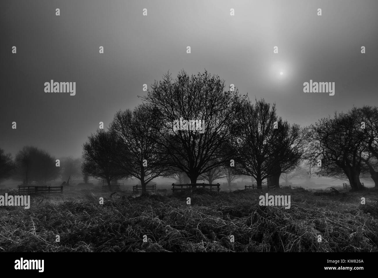 Jour de brouillard Banque D'Images