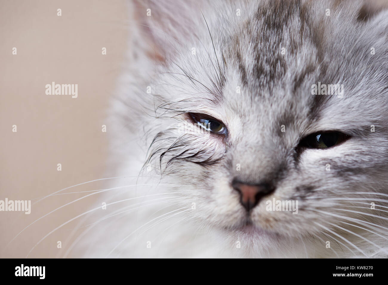 Œil infecté de chat. L'œil humide kitty close-up. Réaction allergique sur accueil animal Banque D'Images