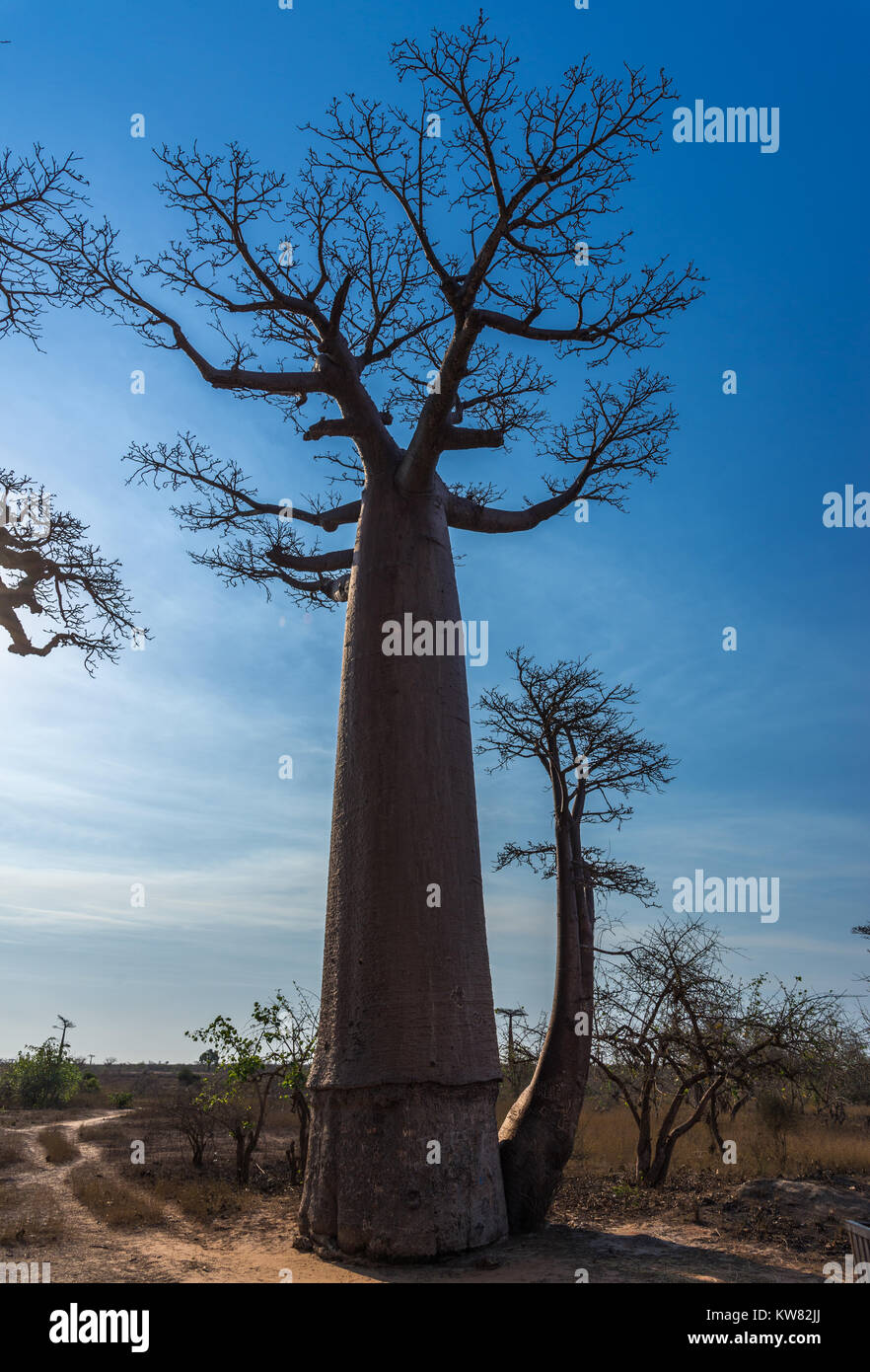 Un géant Baobab (Adansonia grandidieri) contre le ciel bleu à l'Avenue des Baobabs. Madagascar, l'Afrique. Banque D'Images