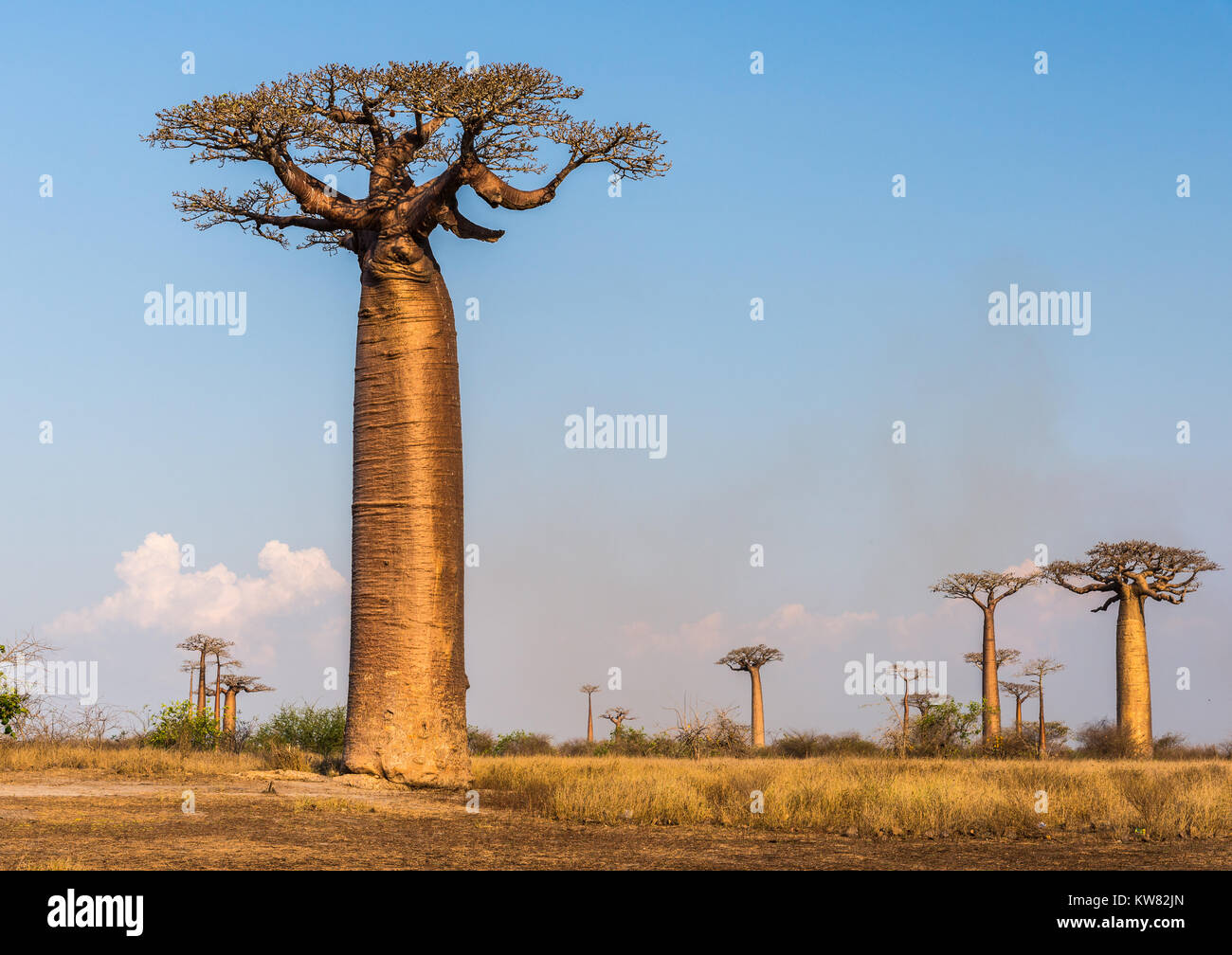 Baobabs géants (Adansonia grandidieri) le long de l'Avenue des Baobabs. Madagascar, l'Afrique. Banque D'Images