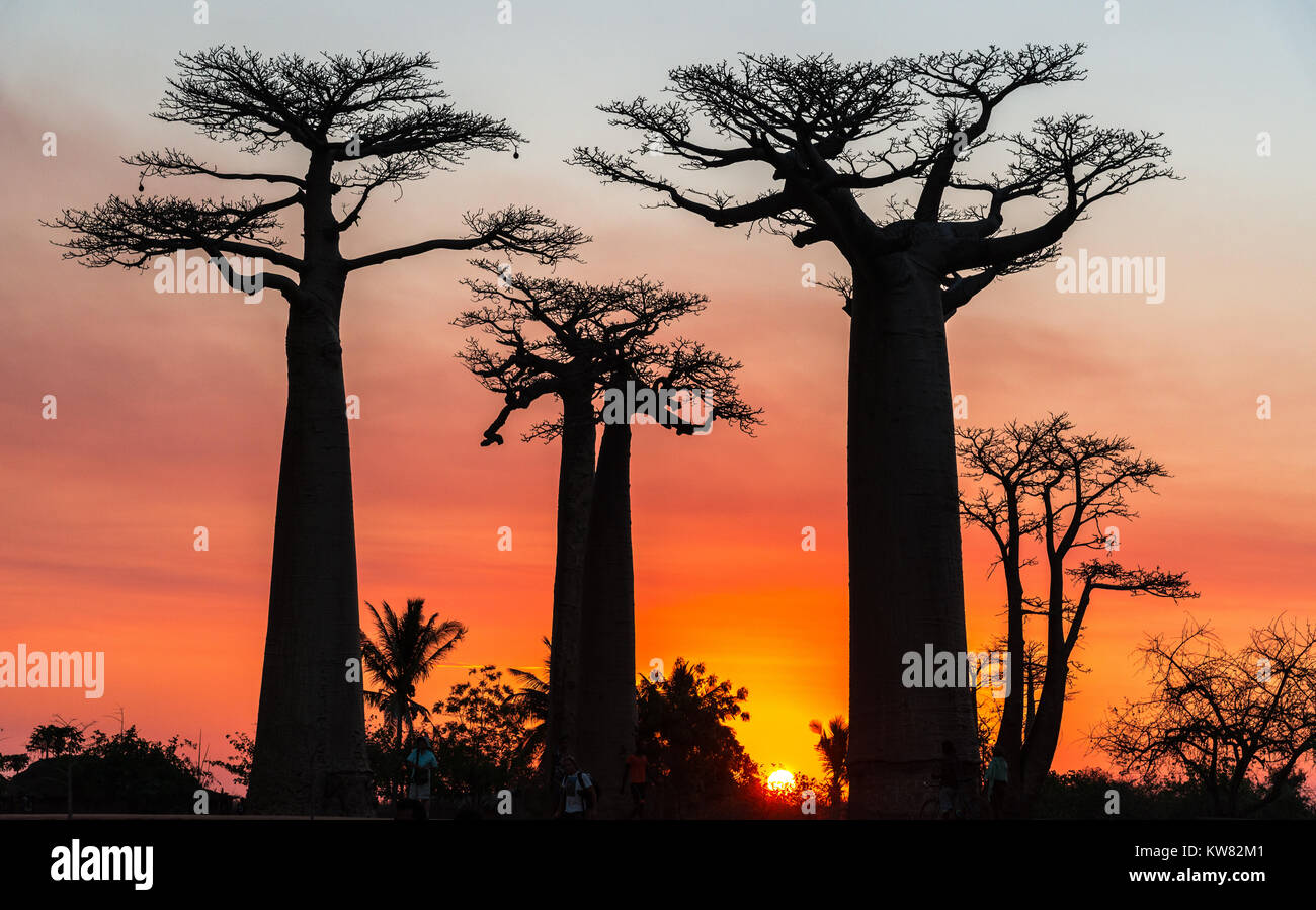 Baobabs géants (Adansonia grandidieri) debout contre beau coucher du soleil sur l'Avenue des Baobabs. Madagascar, l'Afrique. Banque D'Images