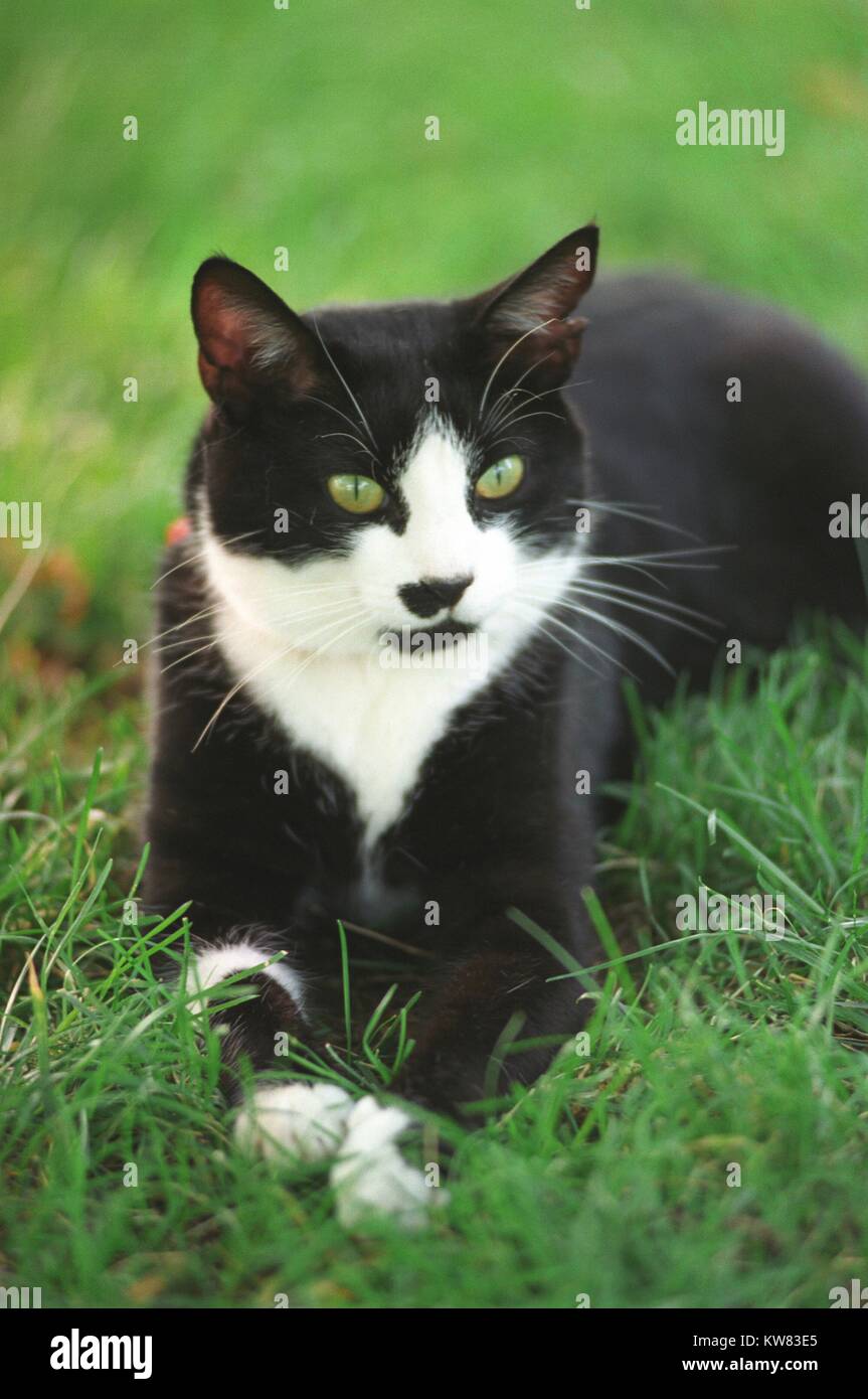 Socks the Cat, le premier animal du Président Bill Clinton et première épouse Hillary Rodham Clinton, à pelage noir, visage blanc, col rouge, et les yeux vert lime, relaxant avec paws stretched avant sur la pelouse de la Maison Blanche, Washington, District de Columbia, le 13 juillet 1994. Banque D'Images