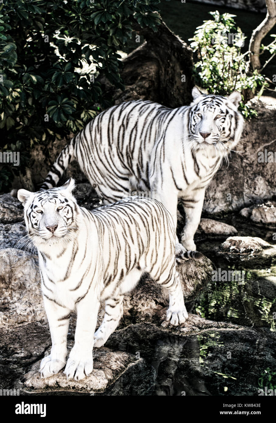 Tigres blancs dans un zoo de l'Espagne Banque D'Images