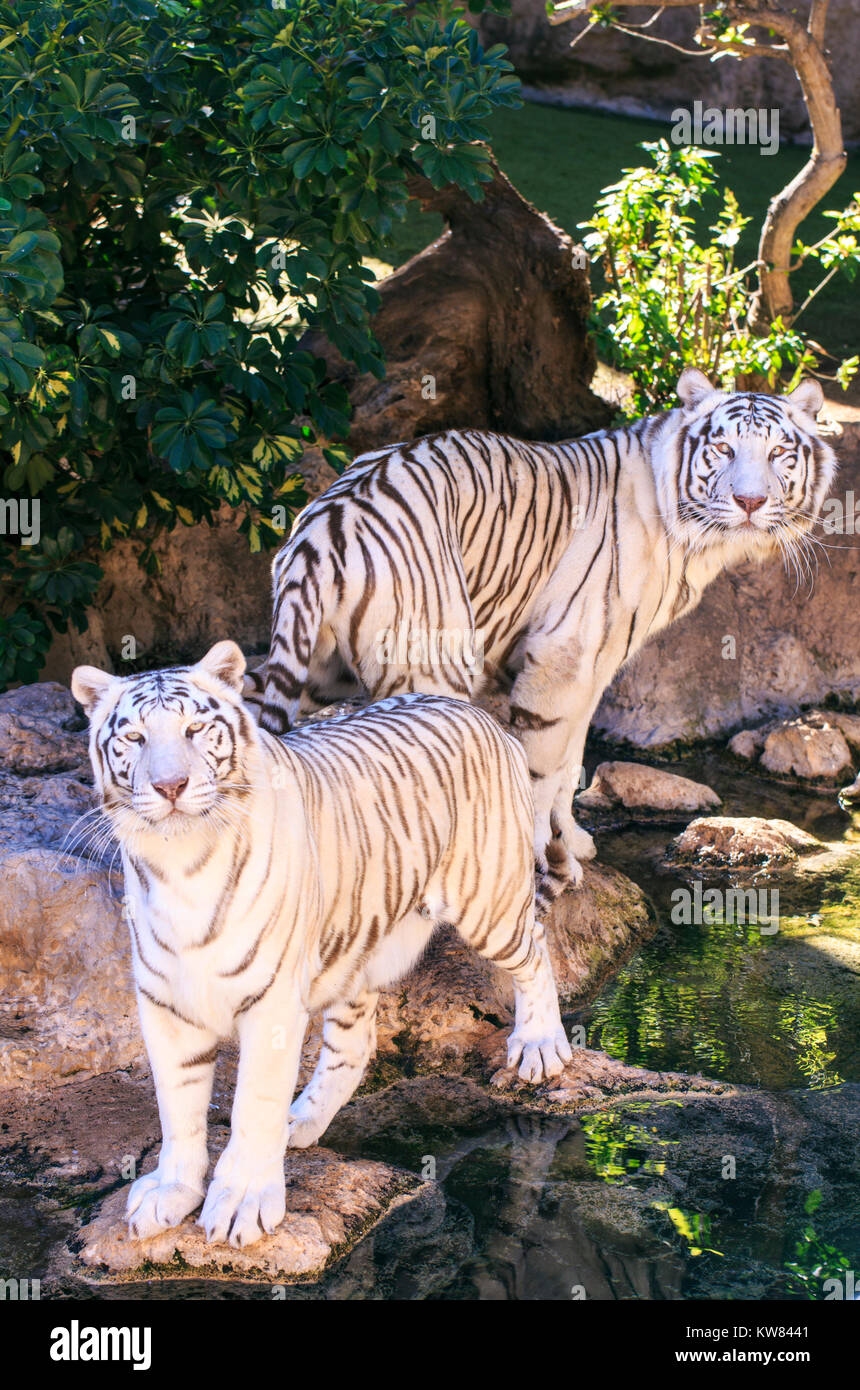 Tigres blancs dans un zoo de l'Espagne Banque D'Images