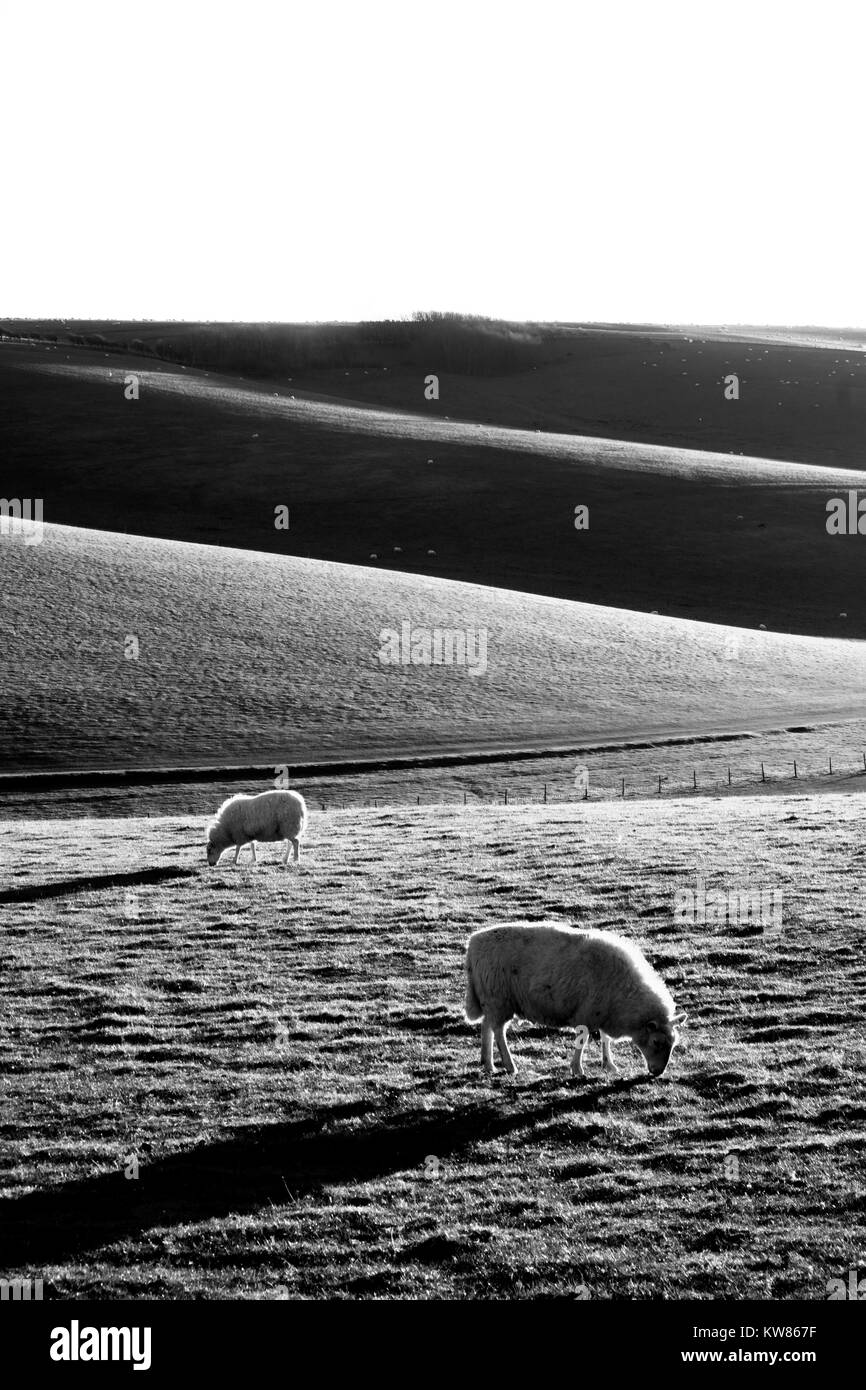 Sussex collines avec deux moutons dans le pâturage de premier plan dans un champ, la lumière est faible élevé casting lumières et ombres sur les collines, un noir Banque D'Images