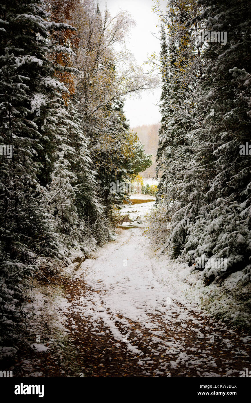 Paysage sombre et mystérieux de la forêt. De grands arbres couverts de neige. La route étroite parmi les pins. Banque D'Images