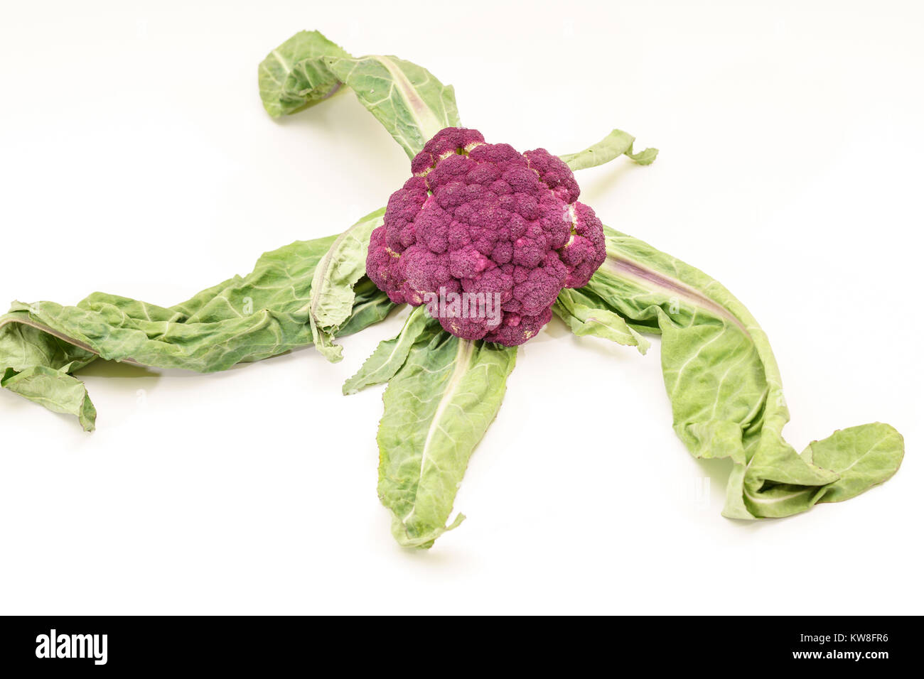 Le brocoli violet sur fond blanc Vegan Banque D'Images
