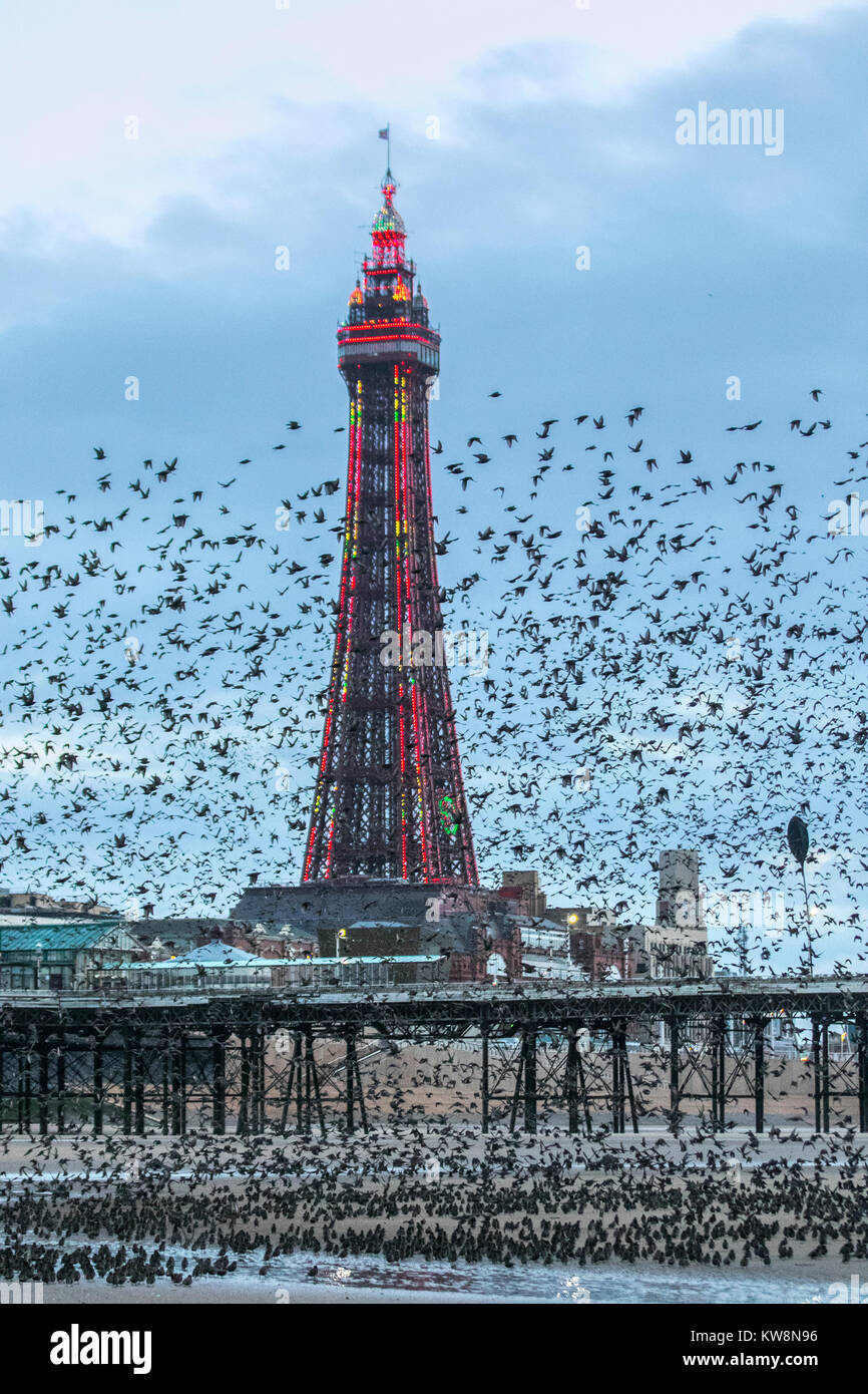 Tour de Blackpool, Lancashire. Météo Royaume-Uni. 31 décembre 2017. Les étoiles se rassemblent sur le North Pier à Blackpool à l'approche du crépuscule. Dans des conditions très venteuses, les énormes vols et masses de dizaines de milliers d'oiseaux migrateurs se rassemblent sur la plage avant de voler vers leurs roostes dans le refuge relatif de la structure de la jetée. Crédit : MediaWorldImages/AlamyLiveNews. Banque D'Images