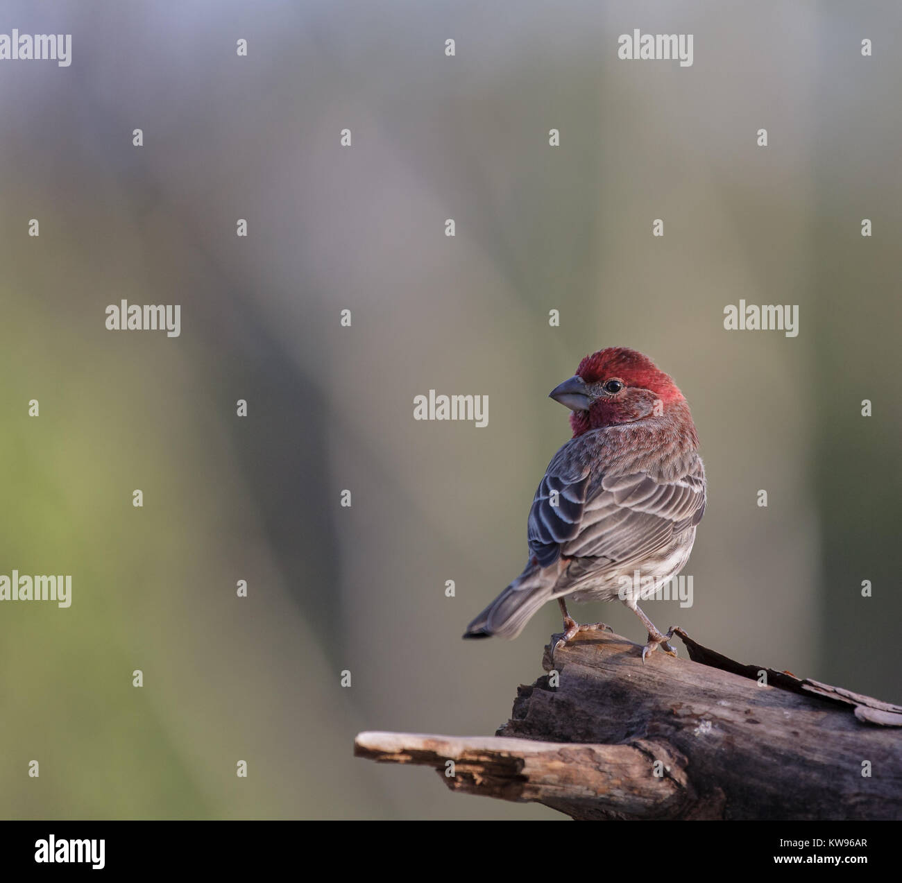 Le Roselin familier (Carpodacus mexicains) est originaire de l'ouest de l'Amérique du Nord, mais a été introduit à l'Est du continent ainsi qu'à Hawaii. Ils principalement de fourrage sur le sol pour les semences, les grains entiers, et de baies. Banque D'Images