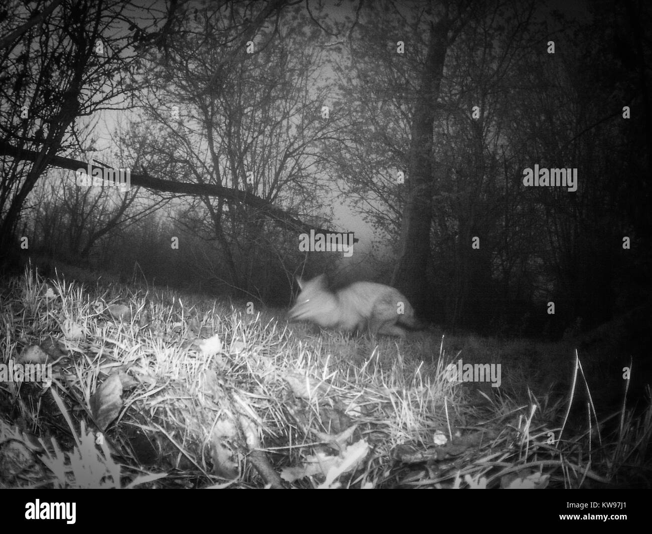 Gossolengo et environs Banque D'Images