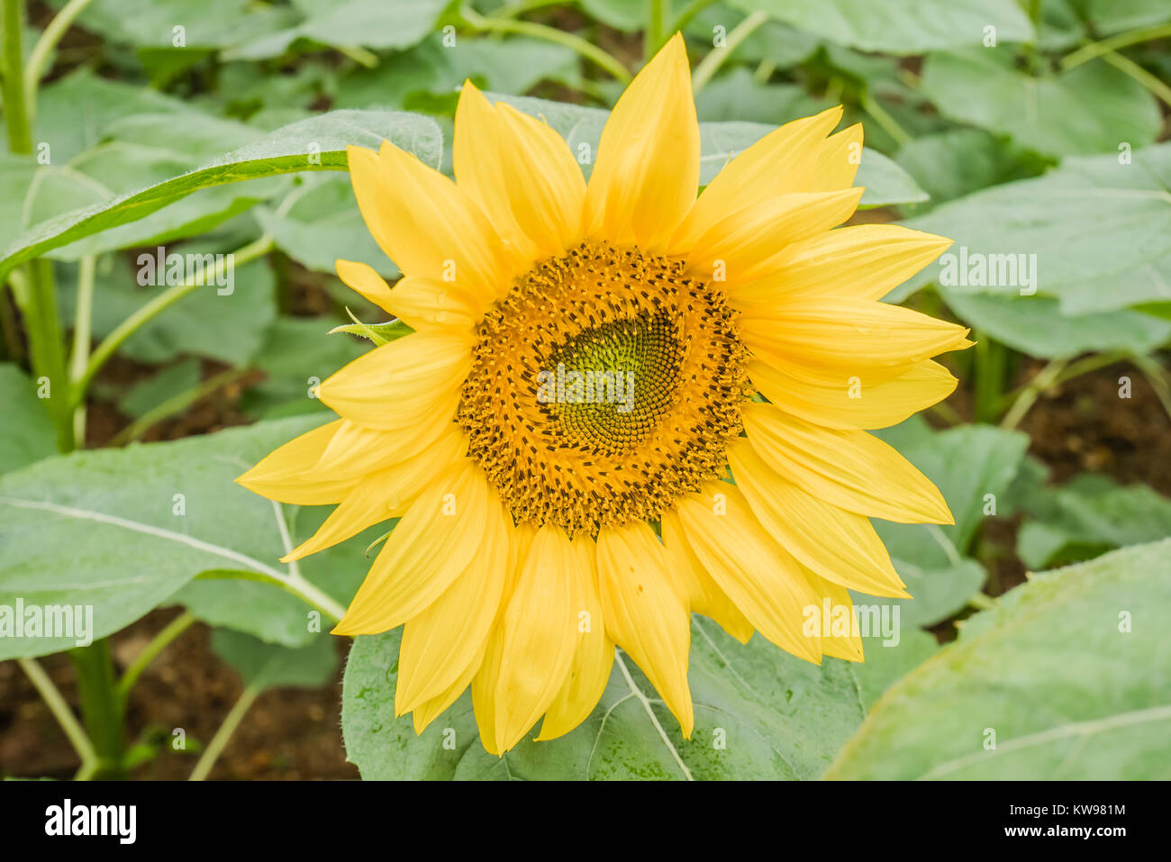 Monument Chinois version miniature Banque D'Images