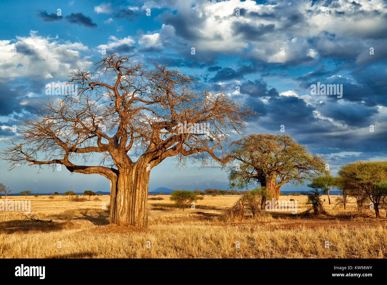 Baobab (Adansonia digitata) dans paysage de Serengeti National Park, Tanzania, Africa Banque D'Images