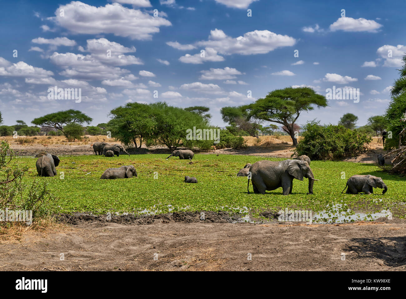 Bush africain des éléphants au waterhole, Loxodonta africana, dans le parc national de Tarangire, Tanzania, Africa Banque D'Images
