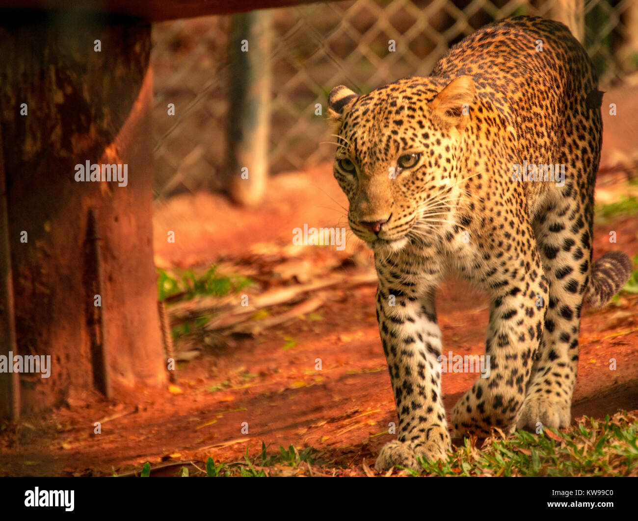 Leopard au zoo de Trivandrum Banque D'Images