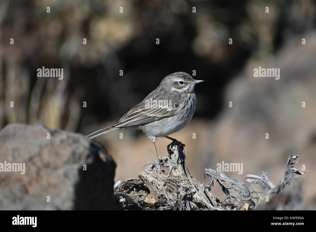 Berthelot de sprague sur cratère dans le parc national du Teide, Tenerife Banque D'Images