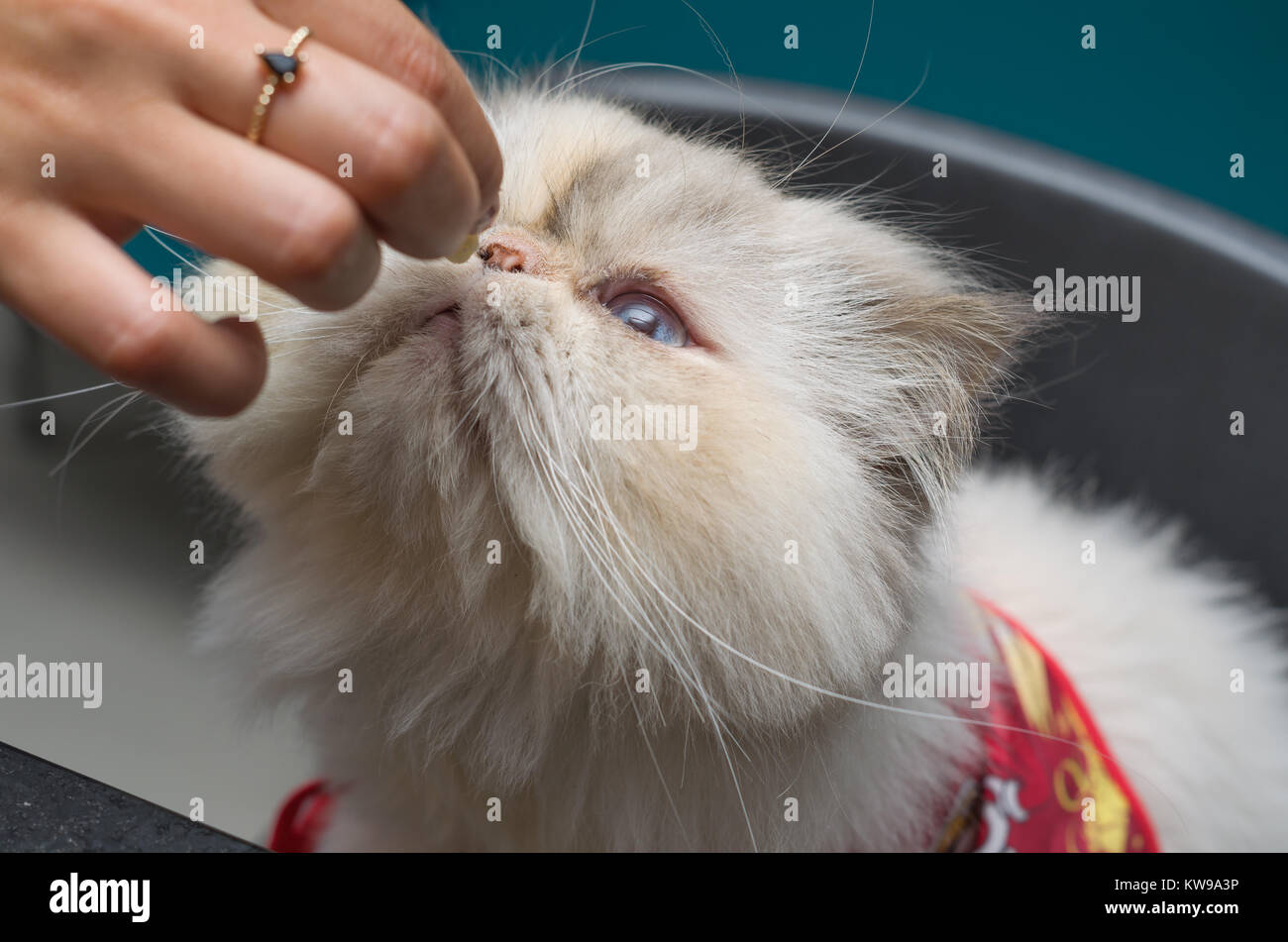 La belle race de chat de l'Himalaya. Personne qui donne de la nourriture pour le chat. Banque D'Images