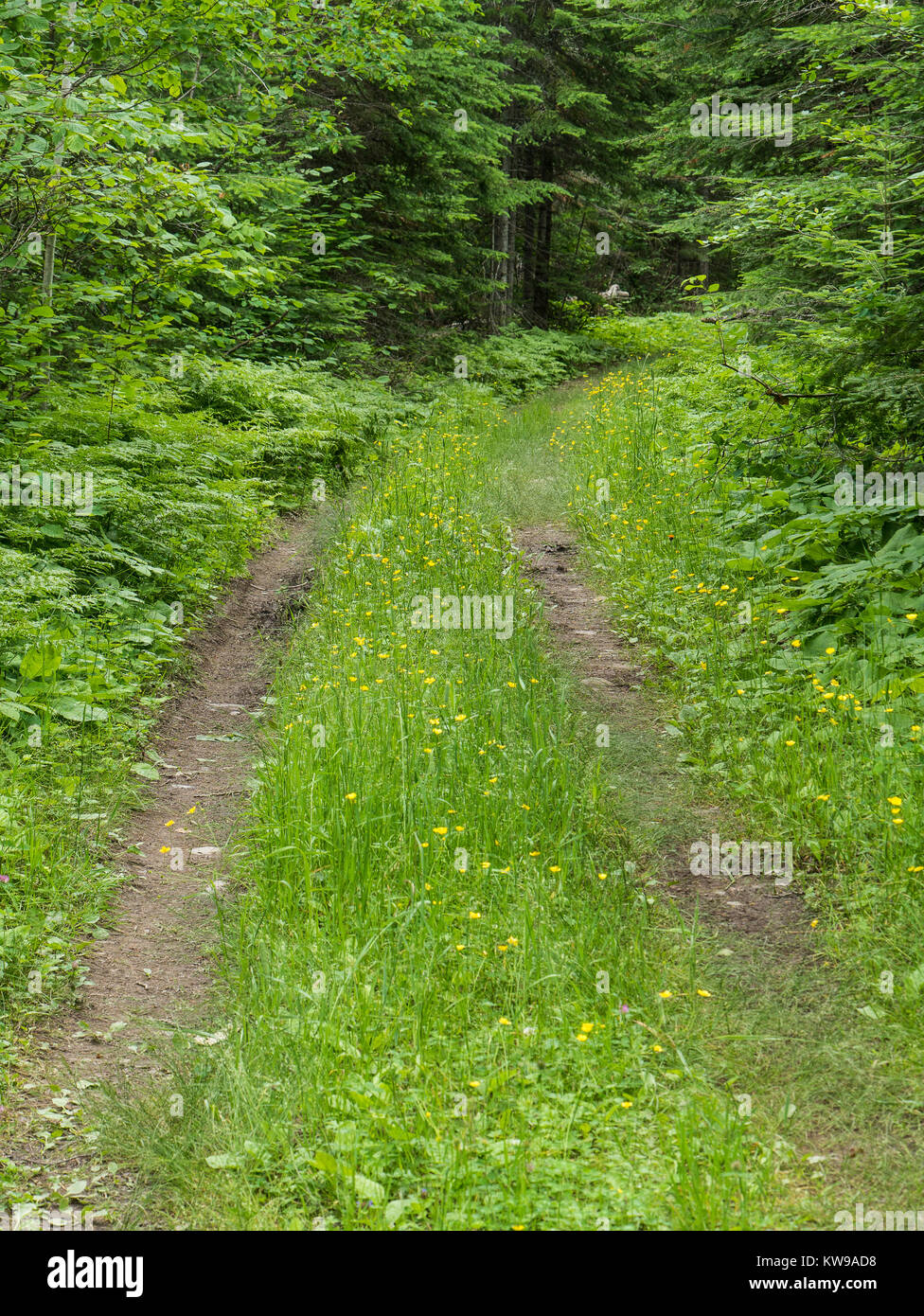 Sawyer Bay Trail, parc provincial Sleeping Giant, l'Ontario, Canada. Banque D'Images