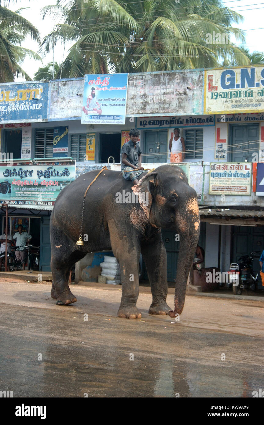 TAMIL Nadu, Inde, vers 2009 : Un homme non identifié et son éléphant venir en ville, vers 2009 dans la région de Tamil Nadu, Inde. Banque D'Images