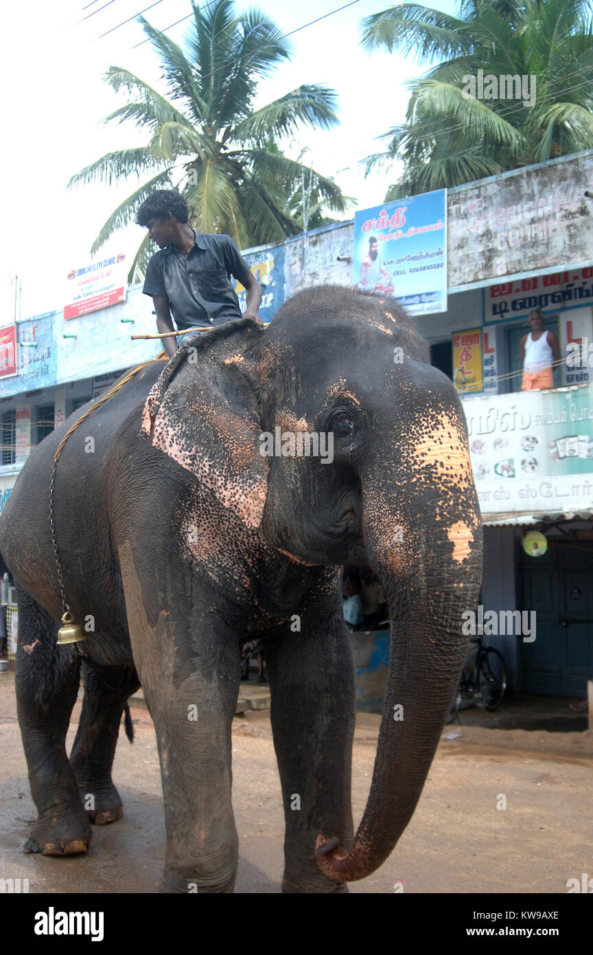 TAMIL Nadu, Inde, vers 2009 : Un homme non identifié et son éléphant venir en ville, vers 2009 dans la région de Tamil Nadu, Inde. Banque D'Images