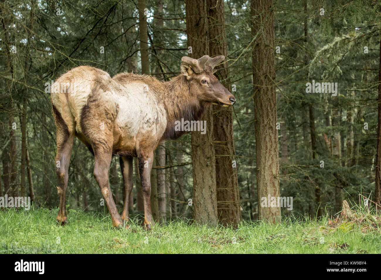 Le wapiti de Roosevelt mâle poilu avec panache à Northwest Trek Wildlife Park, près de Washington, aux États-Unis, d'Eatonville Banque D'Images