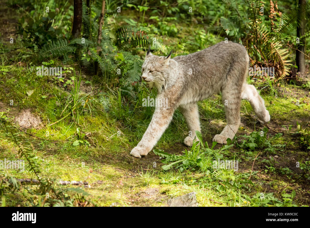 Lynx du Canada marche à Northwest Trek Wildlife Park, près de Washington, aux États-Unis, d'Eatonville Banque D'Images
