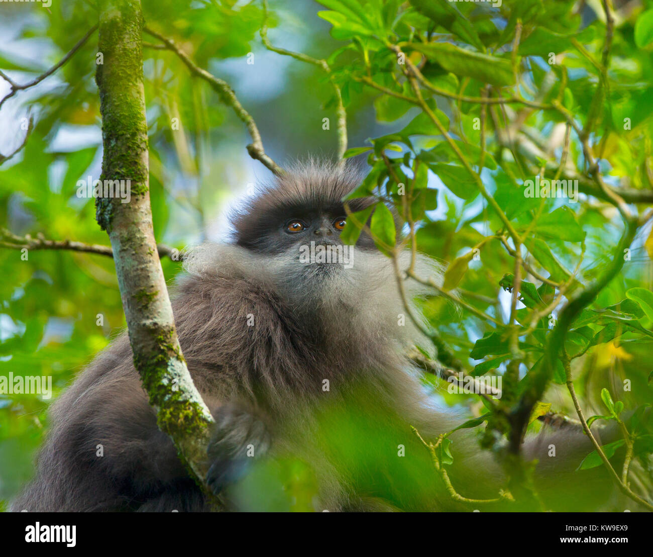 Purple-face leaf monkey Semnopithecus vetulus Banque D'Images