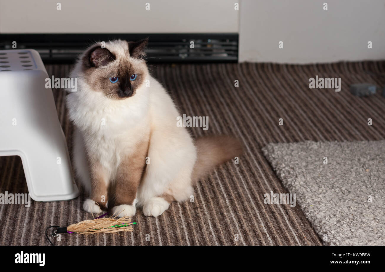 Un chat Birman seal point, 9 mois vieux chat mâle , aux yeux bleus est assis sur un tapis Banque D'Images