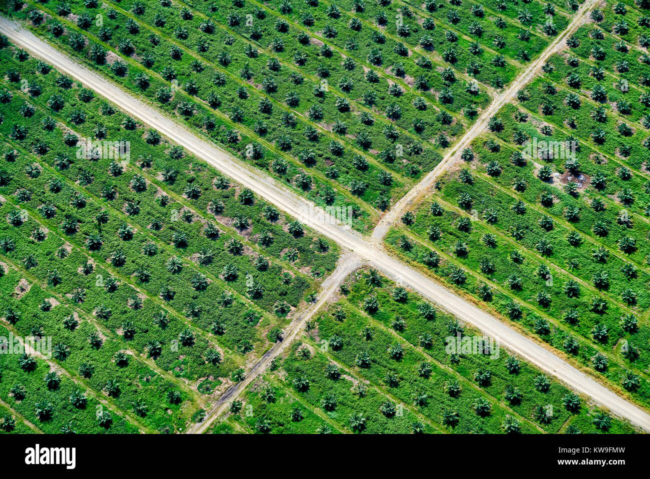 Vue aérienne de la plantation de palmiers à huile sur l'île de Guadalcanal dans les Îles Salomon Banque D'Images