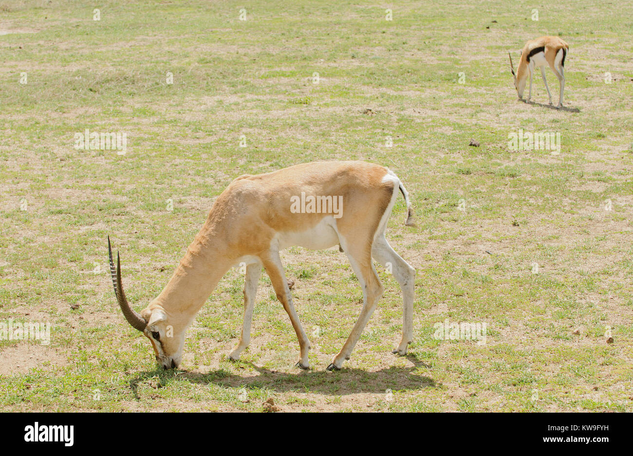 Libre de Grant (Gazella granti robertsi, ou "wala granti' en Swaheli) dans le parc national du Ngorongoro, en Tanzanie Banque D'Images