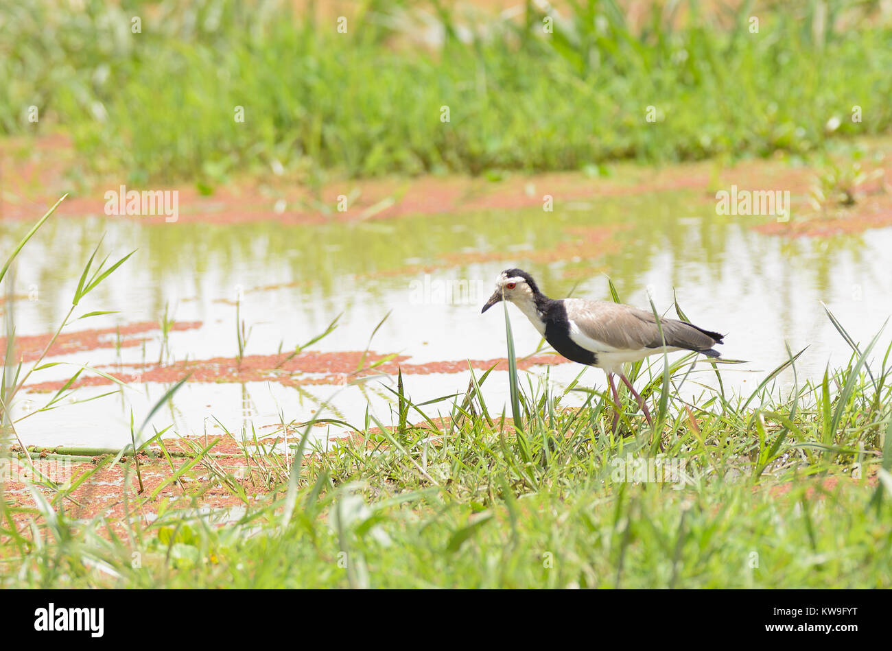 Long-toed sociable (Vanellus Vanellus spinosus, ou crassirostris) Banque D'Images