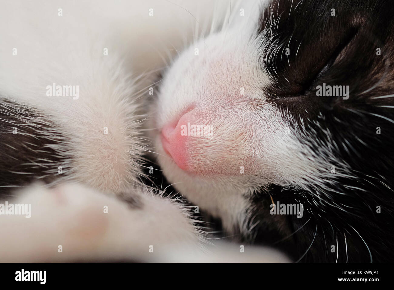 chaton de bébé Banque D'Images