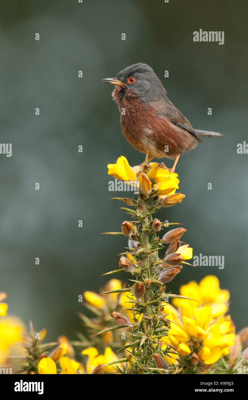 Dartford Warbler Banque D'Images